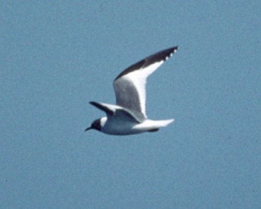 Sabine's Gull photo #1