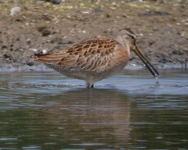 Short-billed Dowitcher Photo 2