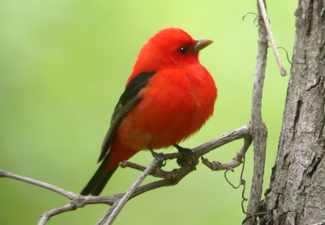 Scarlet Tanager (breeding-plumed male) Photo 2