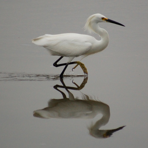 Snowy Egret photo #7