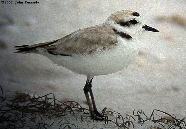 Snowy Plover