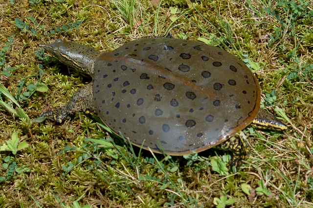 Softshell Turtle  (adult male) photo #1