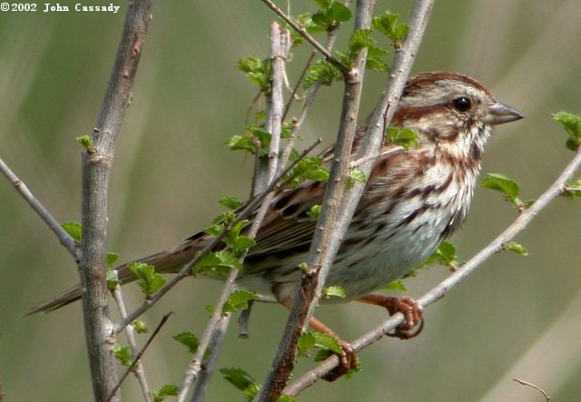 Song Sparrow Photo 4