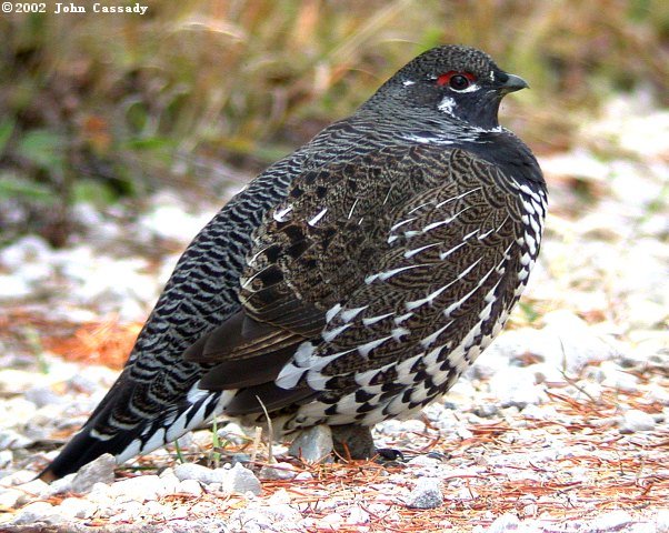 Spruce Grouse