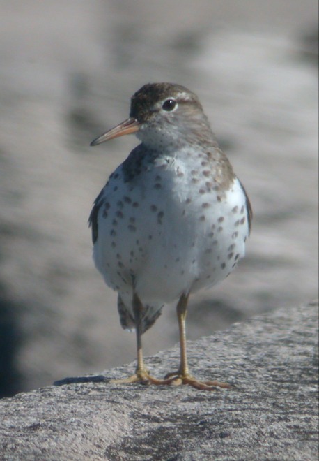 Spotted Sandpiper Photo 5