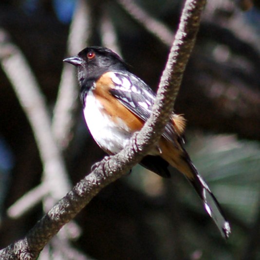 Spotted Towhee photo #3