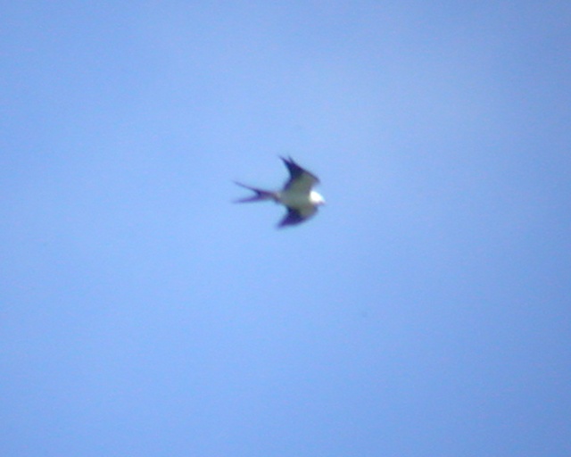Swallow-tailed Kite