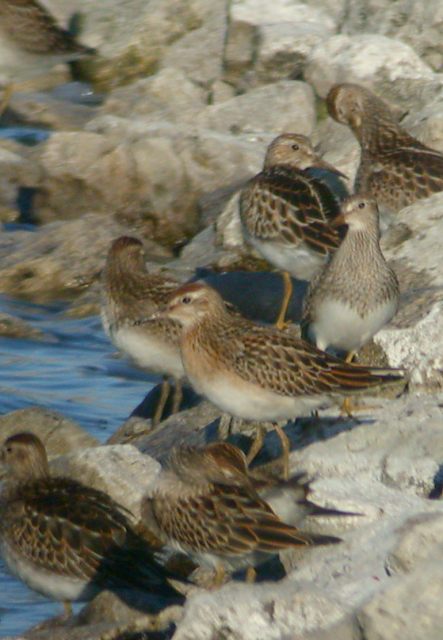 Sharp-tailed Sandpiper Photo 1