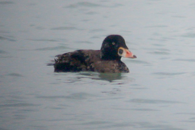 Surf Scoter (1st year male)