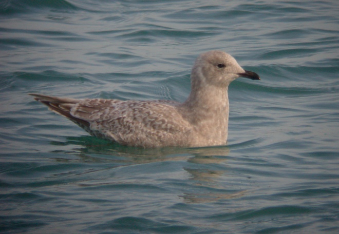 Iceland Gull 