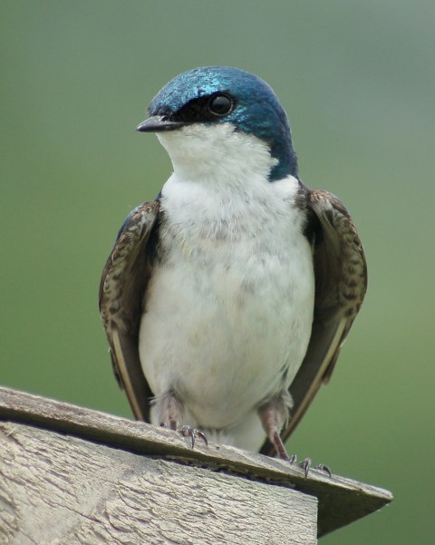 Tree Swallow
