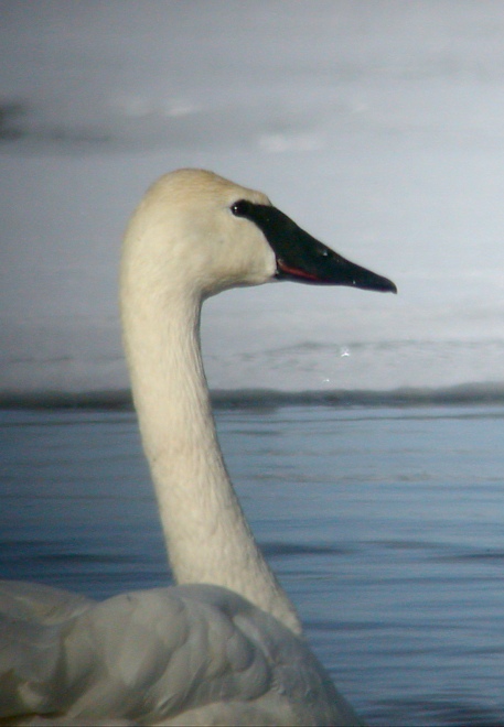 Trumpeter Swan Photo 1