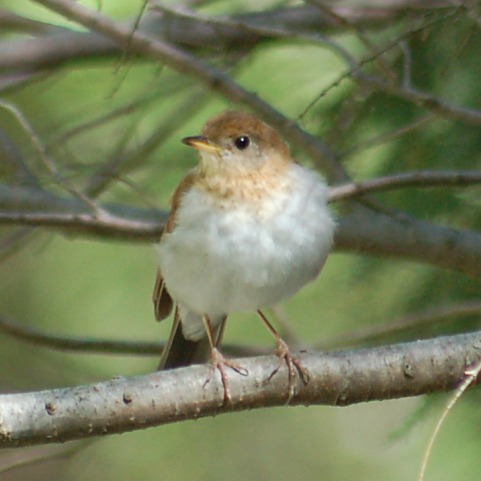 Veery photo #1