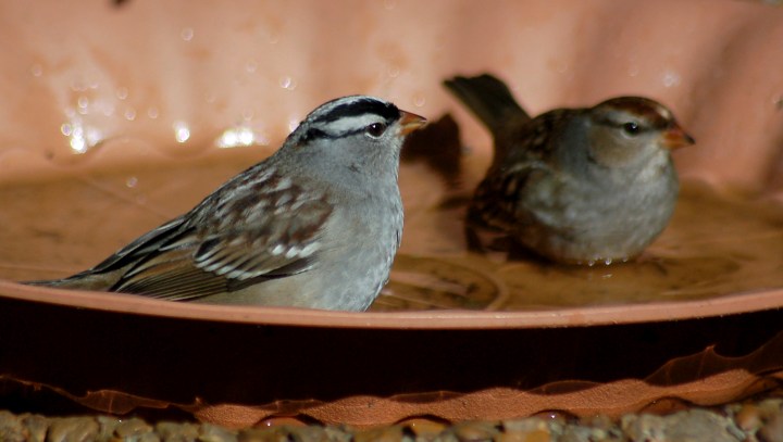 White-crowned Sparrow adult
