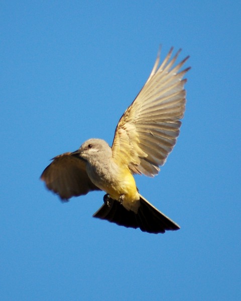 Western Kingbird photo #3