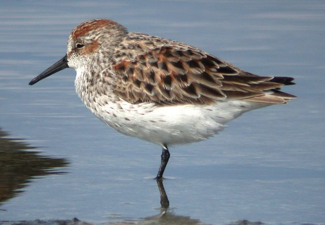 Western Sandpiper