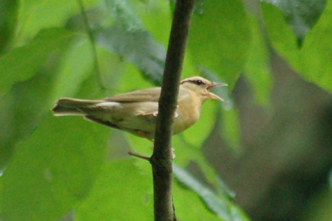 Worm-eating Warbler