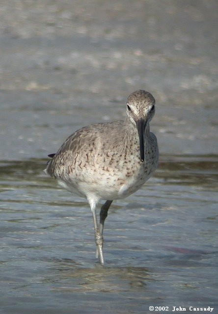 Willet (Spring adult) photo #2