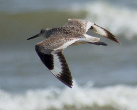 Willet (Western Race in flight)