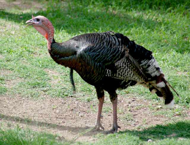 Wild Turkey