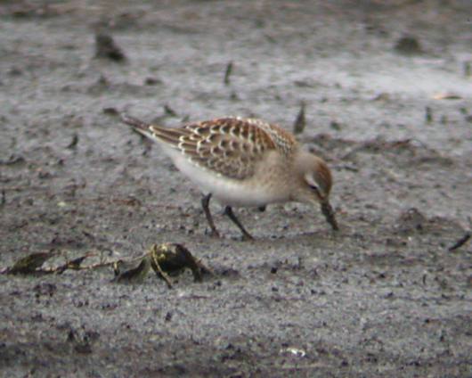 White-rumped Sandpiper