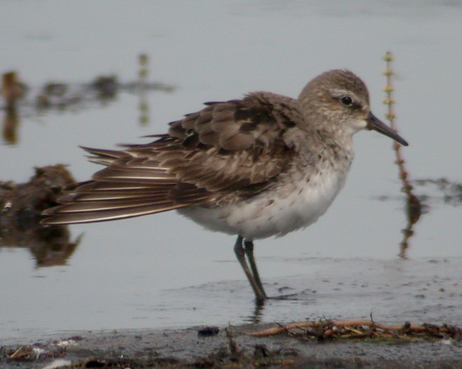 White-rumped Sandpiper Photo #1