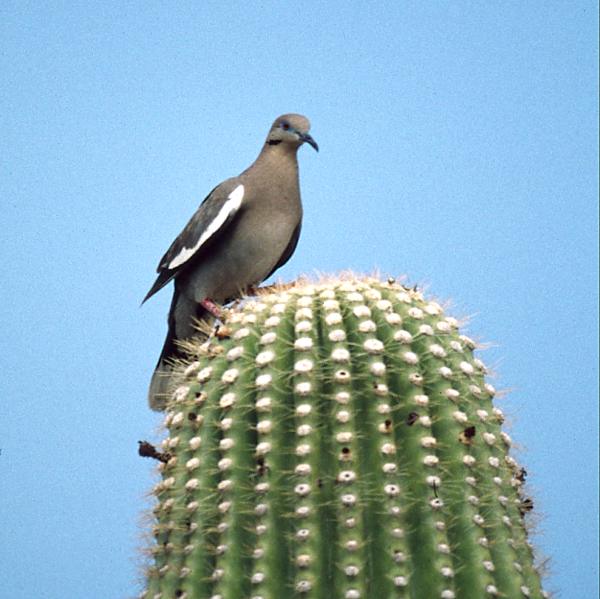 White-winged Dove photo #3