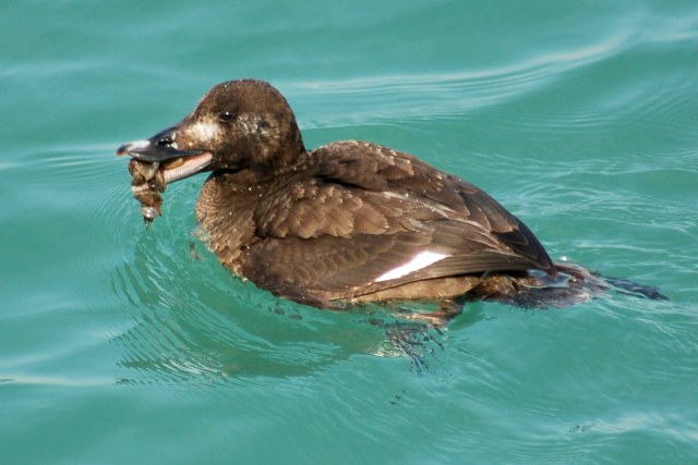 White-winged Scoter