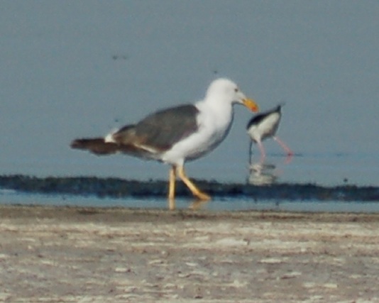 Yellow-footed Gull (3rd Summer) photo #2