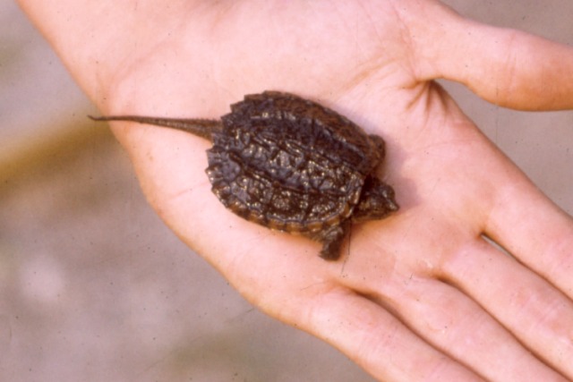 Common Snapping Turtle (juvenile)