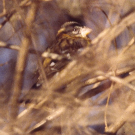Black-headed Grosbeak