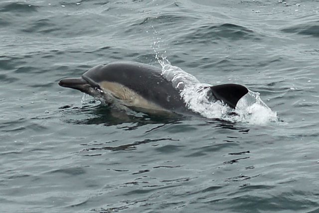 Common Dolphin photo #1