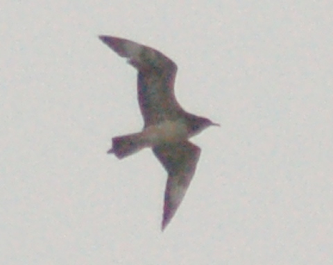Parasitic Jaeger (1st winter) photo #1
