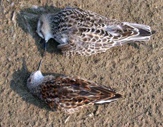Least and Western Sandpiper