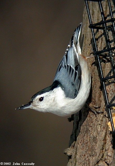 White-breasted Nuthatch photo #4