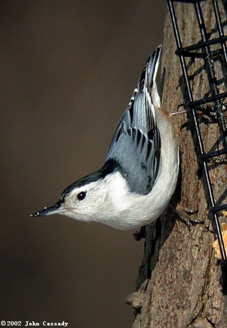 White-breasted Nuthatch photo #2