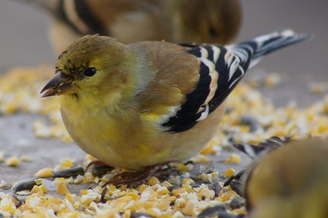 American Goldfinch  photo #5
