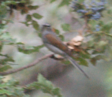 Brown-backed Solitaire