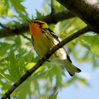 Blackburnian Warbler