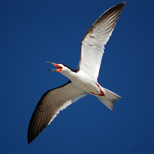 Black Skimmer photo #5