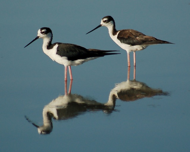 Black-necked Stilt photo #1