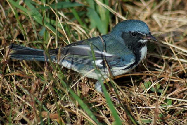 Black-throated Blue Warbler (1st fall male)