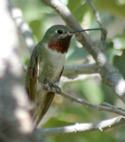 Broad-tailed Hummingbird 