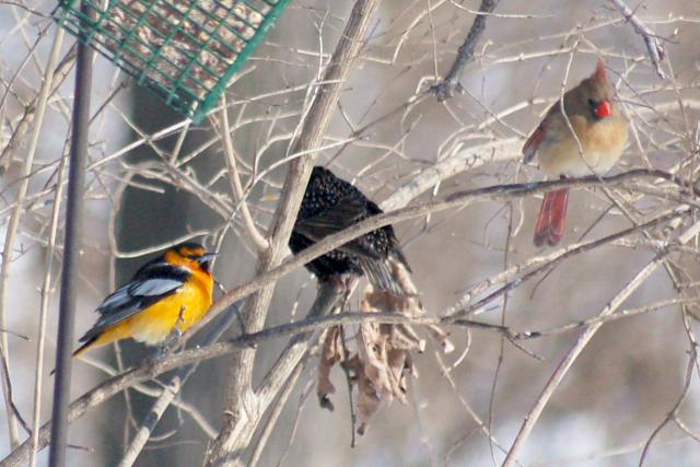 Bullock's Oriole photo #3