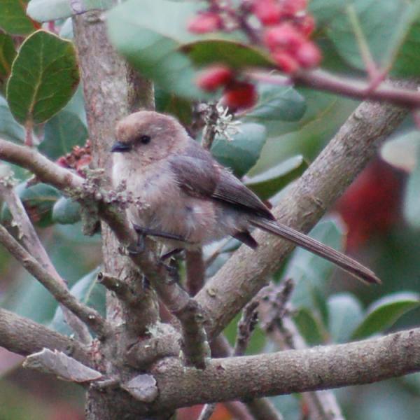 Bushtit photo #2