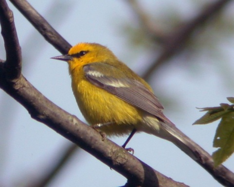 Blue-winged Warbler photo #2