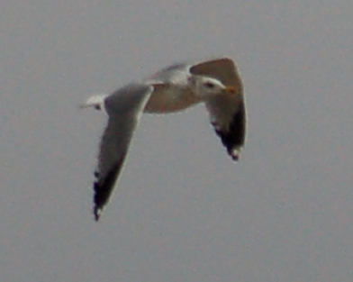 California Gull (winter adult) photo #3