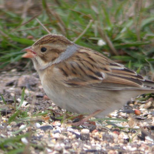 Clay-colored Sparrow photo #8