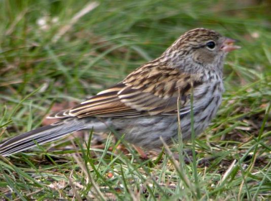 Chipping Sparrow (juvenile) photo #1