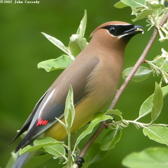 Cedar Waxwing